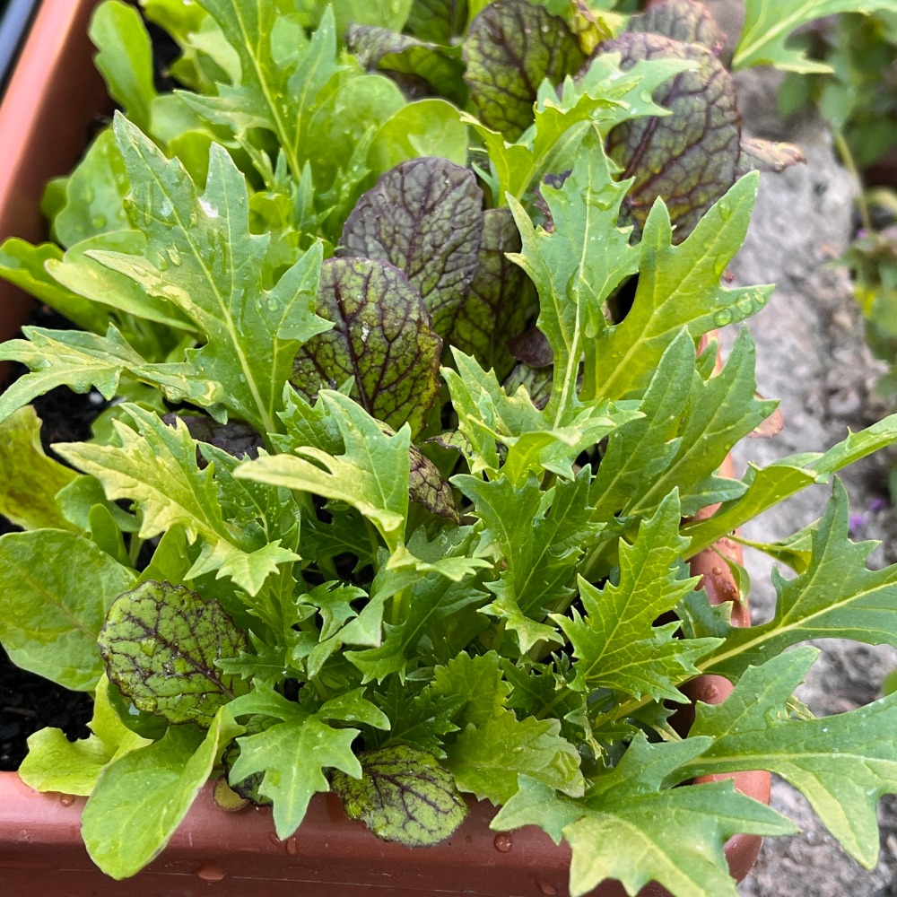 Salatplatte im Kasten 2 (1)