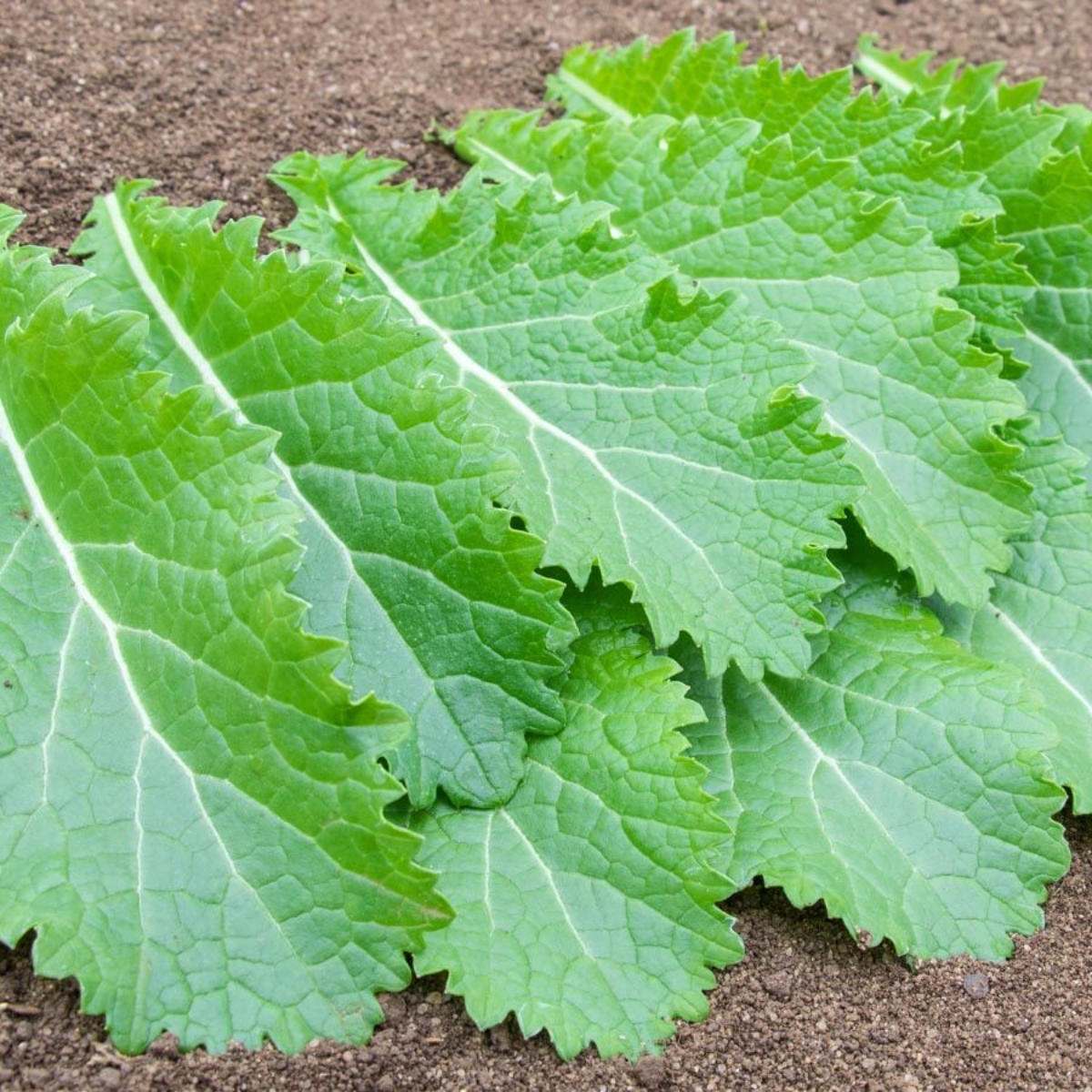 Salatplatte 3 (1)
