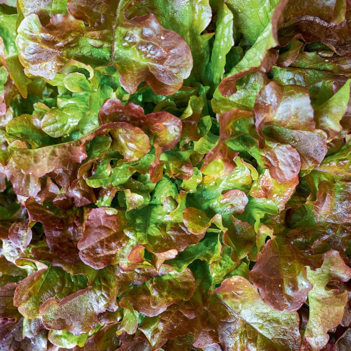Salatplatte 6 (1)