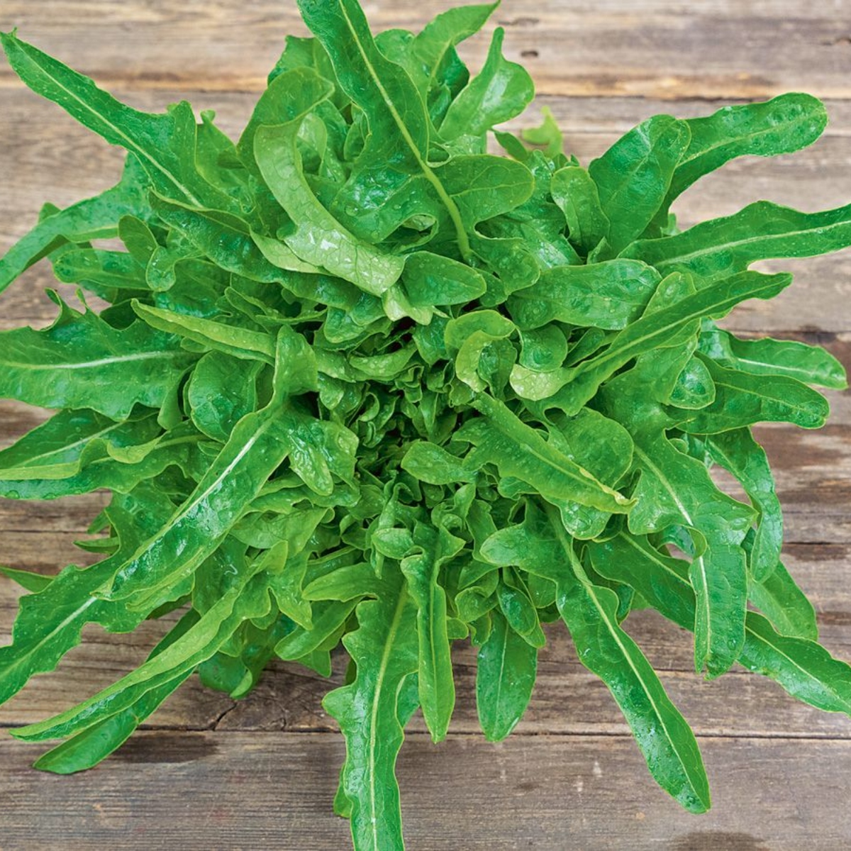 Salatplatte 8 (1)