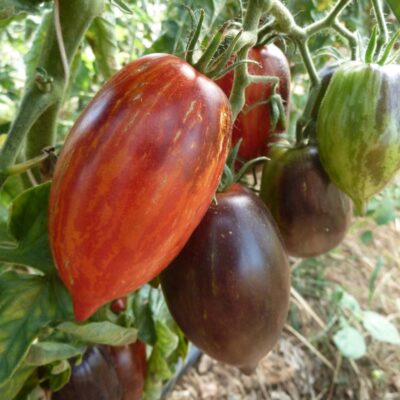 Salattomate Feuerspitze (1)