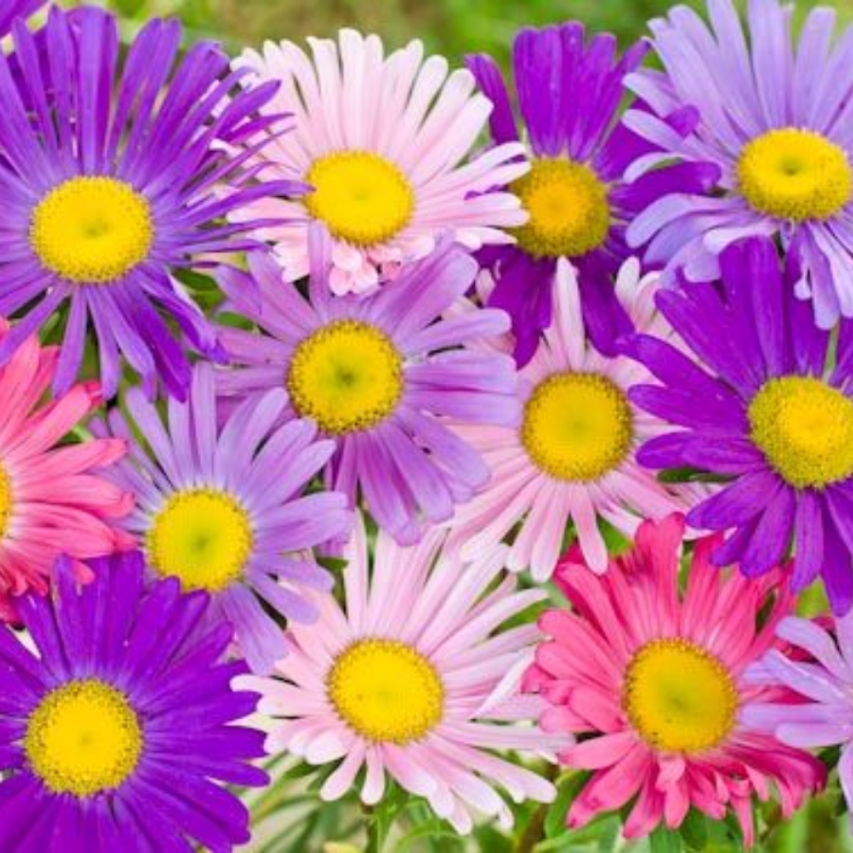 Sommeraster ungefüllt (1)