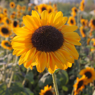 Sonnenblume Sinja (1)