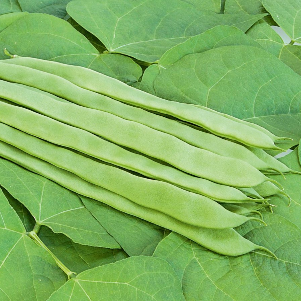 Stangenbohnen-Mix 1(1)