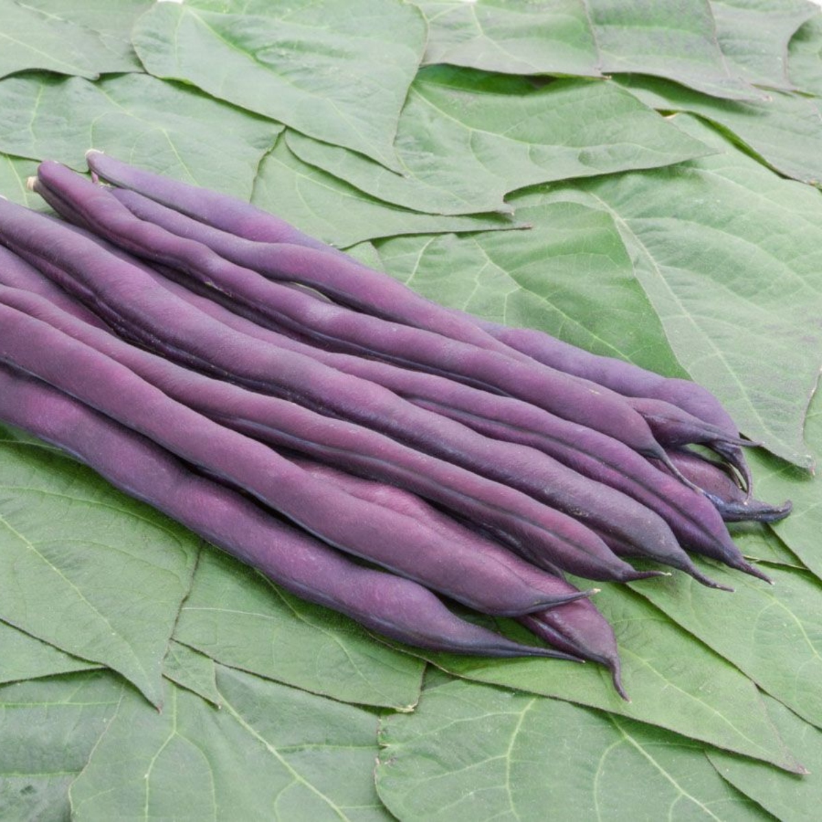 Stangenbohnen-Mix 2 (1)