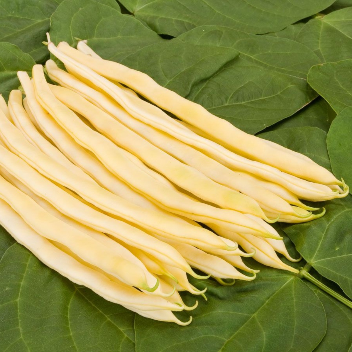 Stangenbohnen-Mix 3 (1)