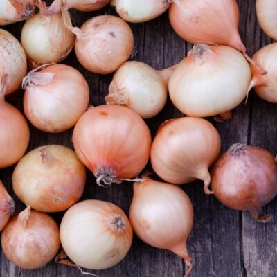 Steckzwiebeln Stuttgarter Riesen (1)