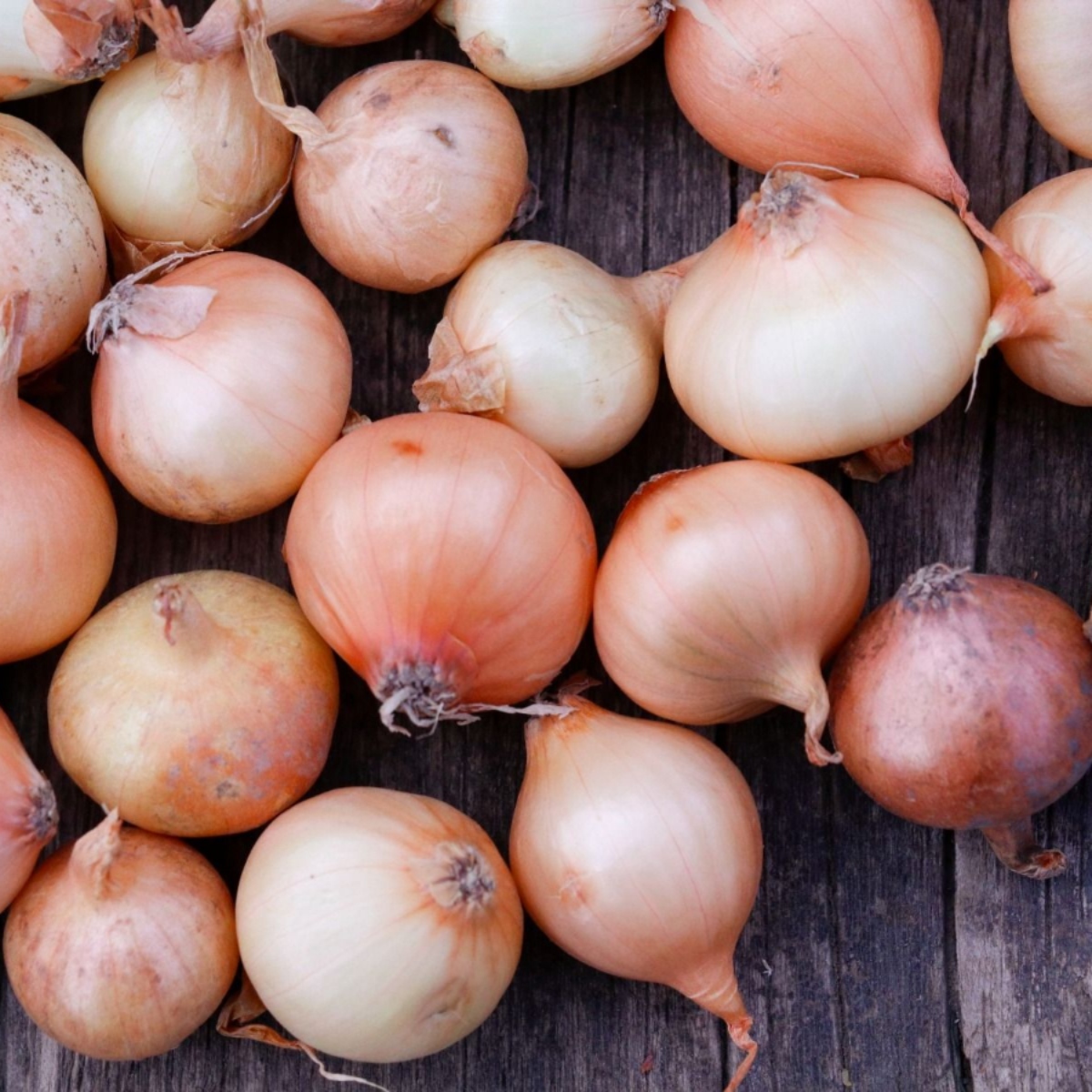 Steckzwiebeln Stuttgarter Riesen (1)