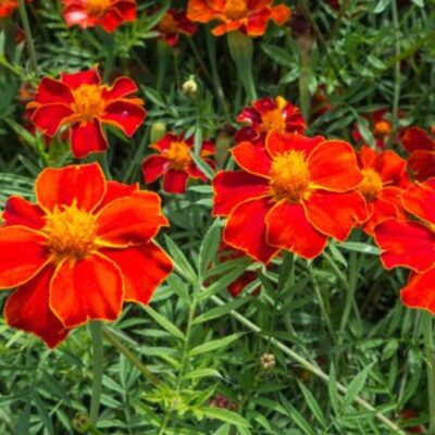 Studentenblume aufrecht (1)