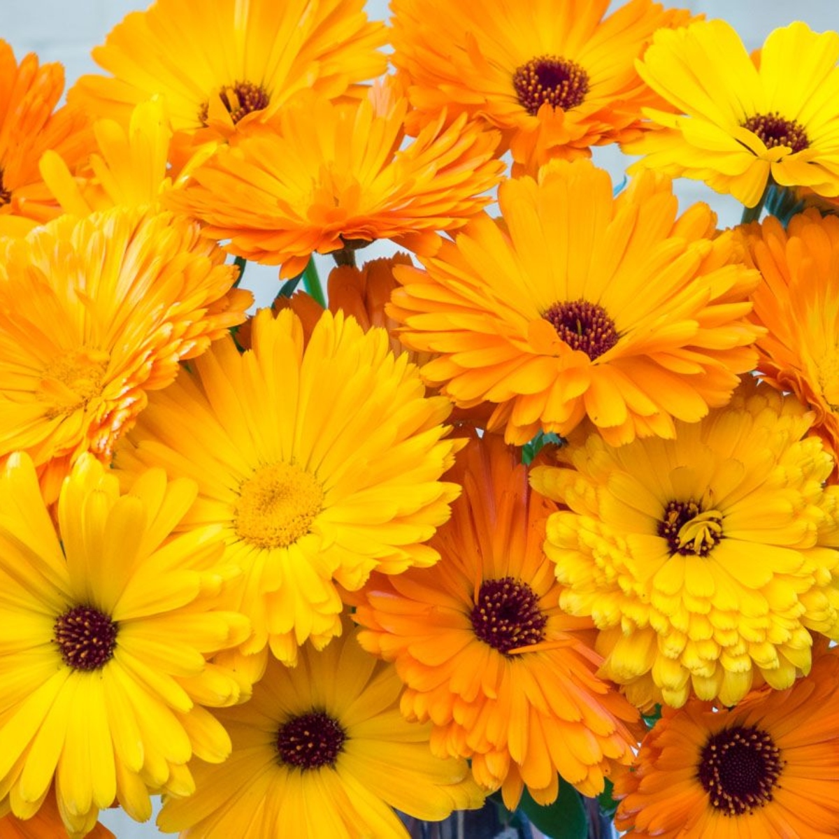 Teekräuterset Ringelblumen (1)