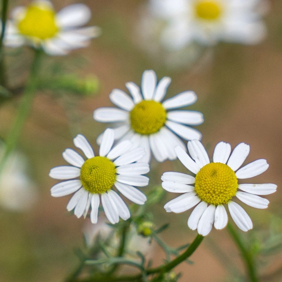 Teekräuterset Echte Kamille (1)