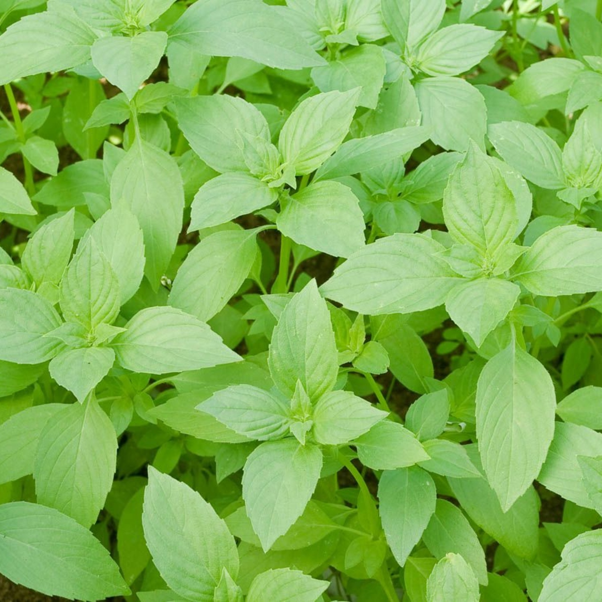 Teekräuterset Zitronenbasilikum (1)