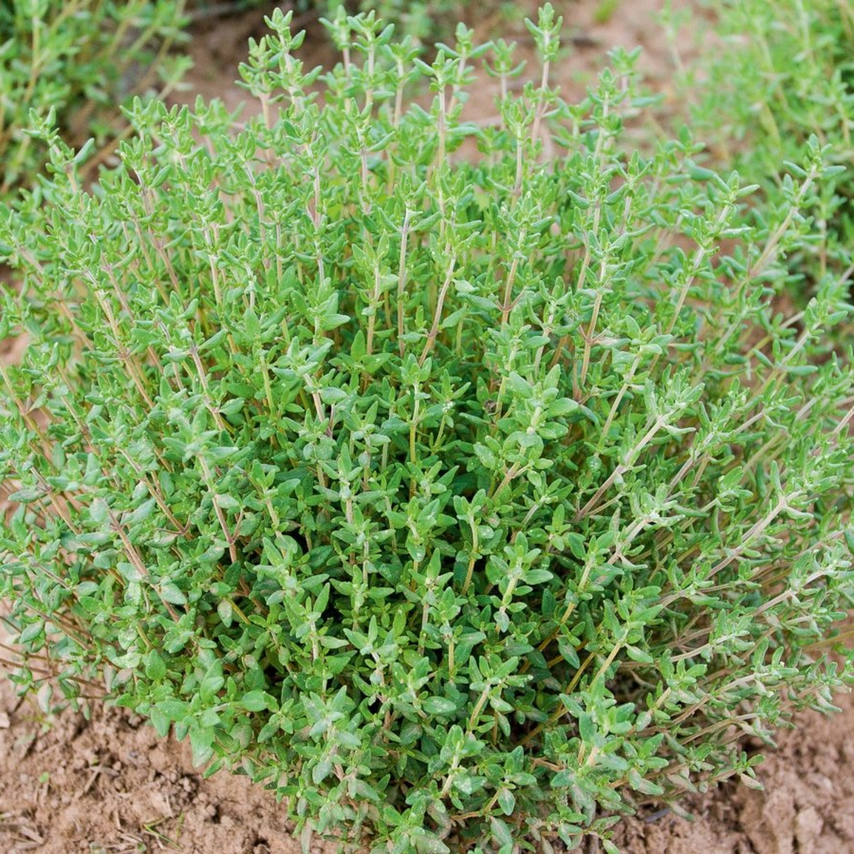 Teekräuterset Thymian "Deutscher Winter" (1)