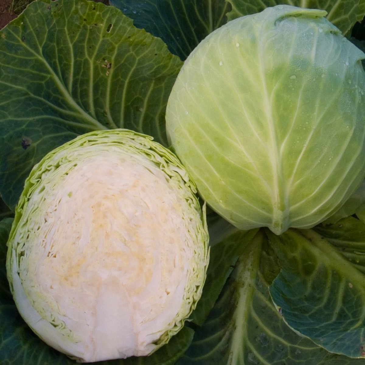 Weißkohl Dottenfelder Dauer (1)