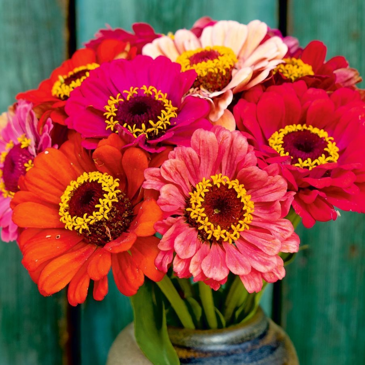 Zinnie Carroussel (1)