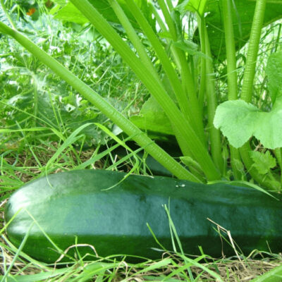 Bio Saatgut – Zucchini “verte de maraicher”
