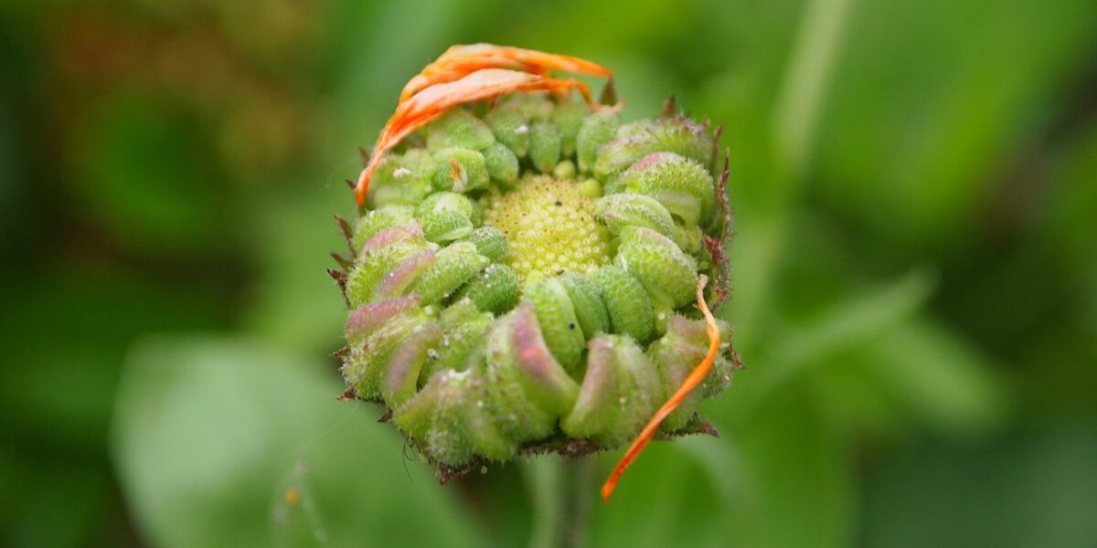 Calendula - Ringelblume, bereits verblüht, typischer Samenstand, hier noch grün, ist zu sehen