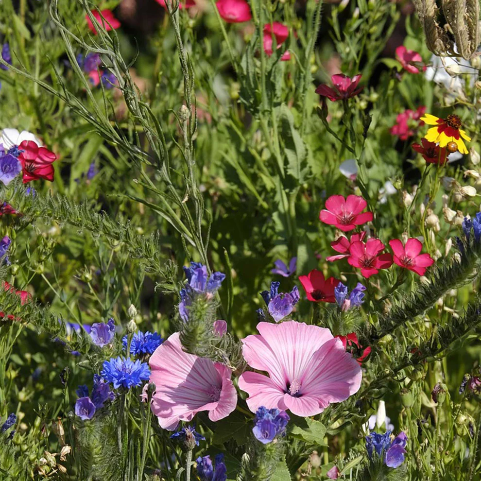 Wiese mit Greenmundo Hummelgetummel (1)