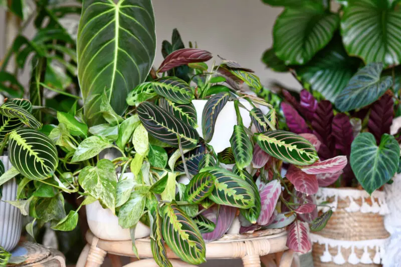 purpurtute variegata Variegated Purple Queen Plants For Sale