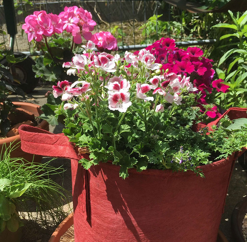 Pflanzsack mit Sommerbepflanzung (1)