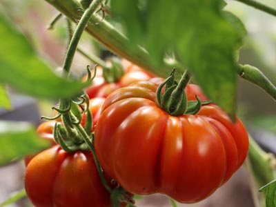 Tomaten